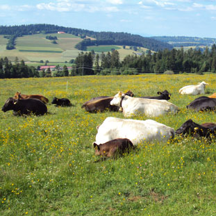 Unsere Hühner